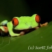 frog_tree_redeyed_tar_h_0562_cos0892.jpg